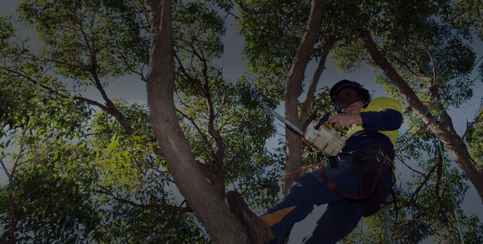 tree pruning service hobart