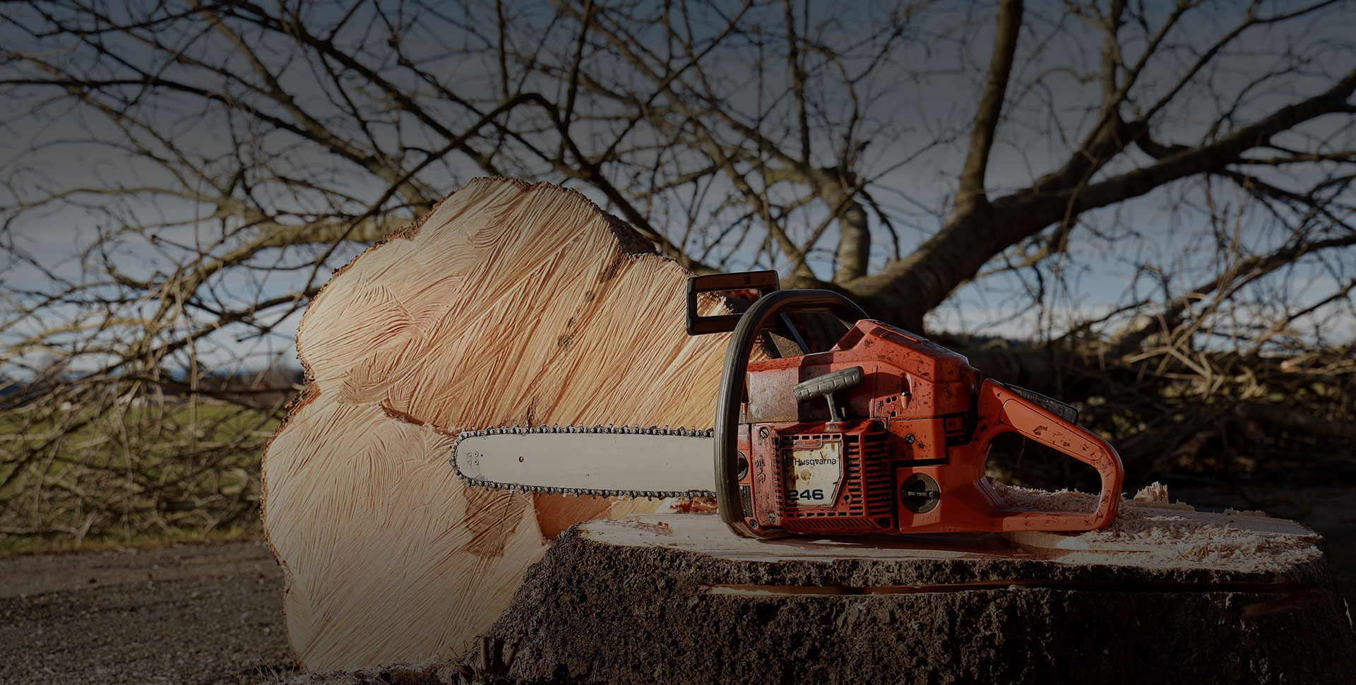 tree felling hobart