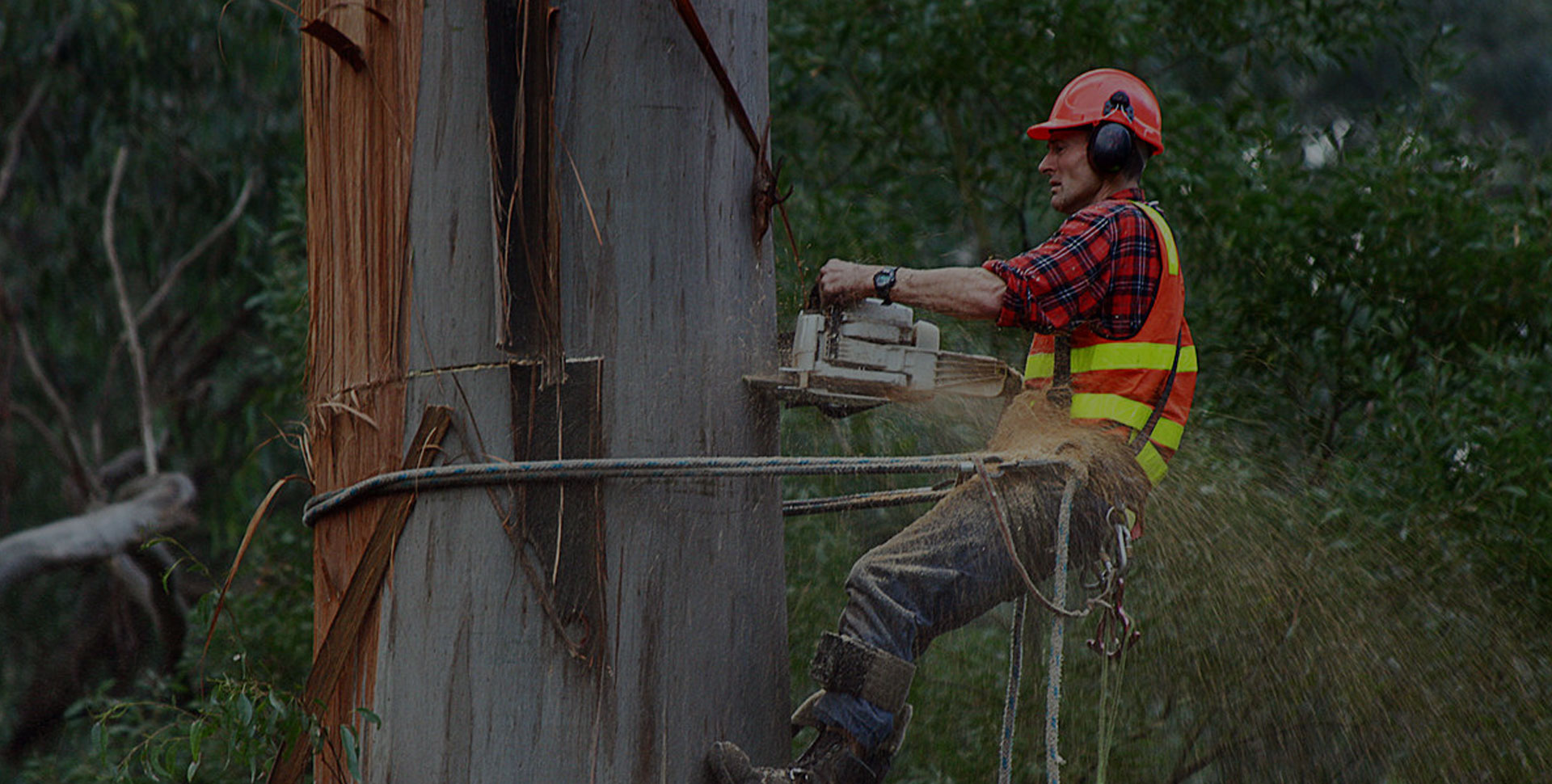 tree removal service hobart