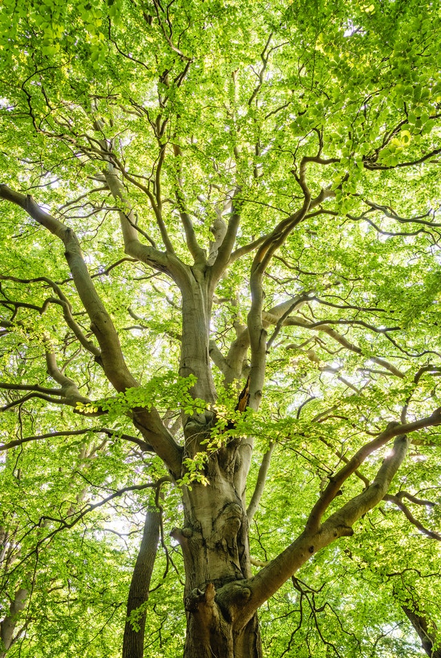 pexels-felix-mittermeier-1459495 tree removal service