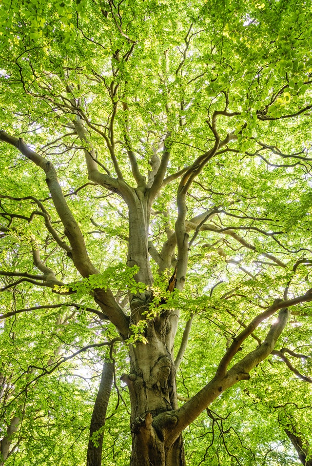 tree removal service