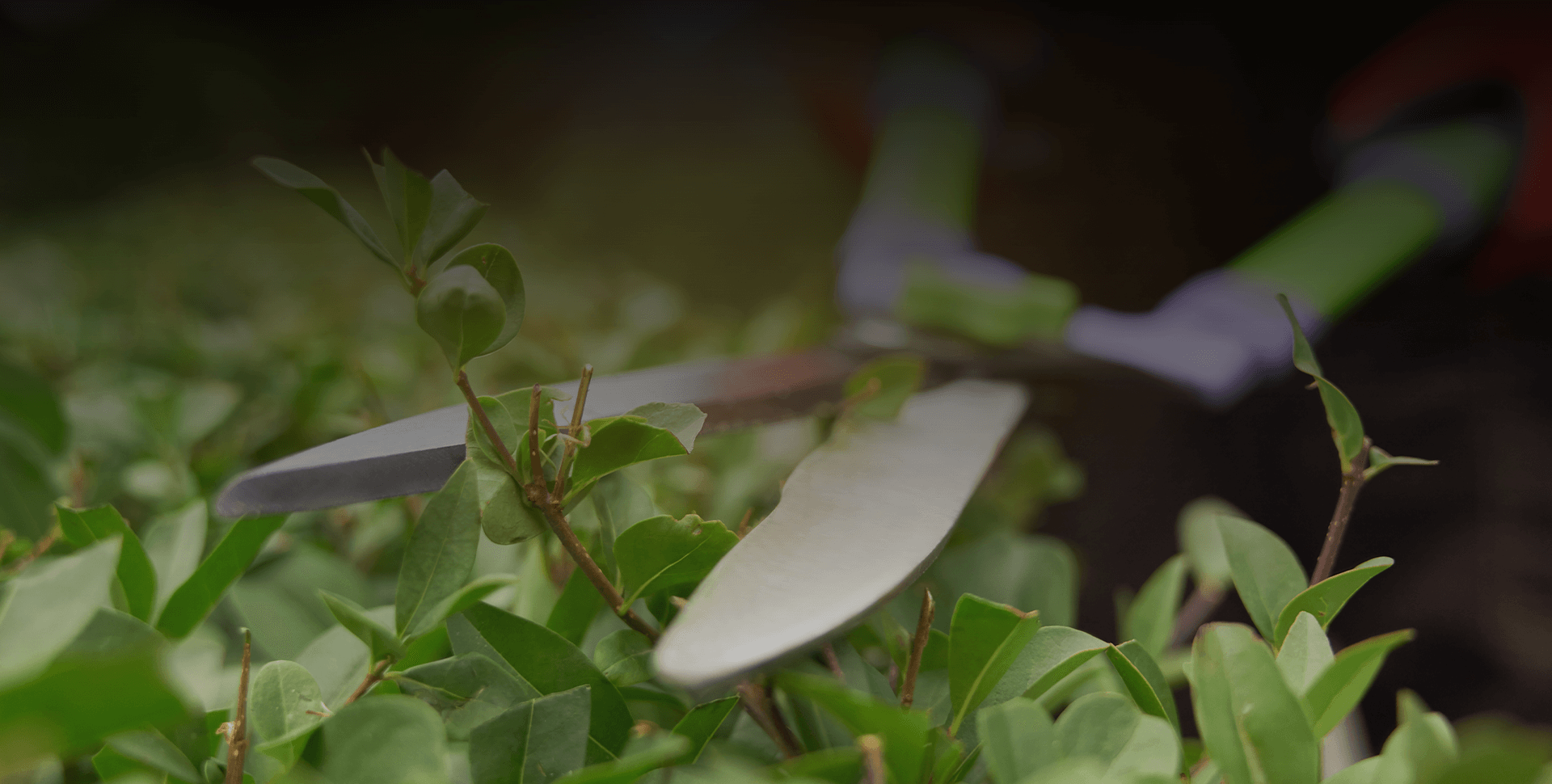Contact Matthew Clements Tree Service today!