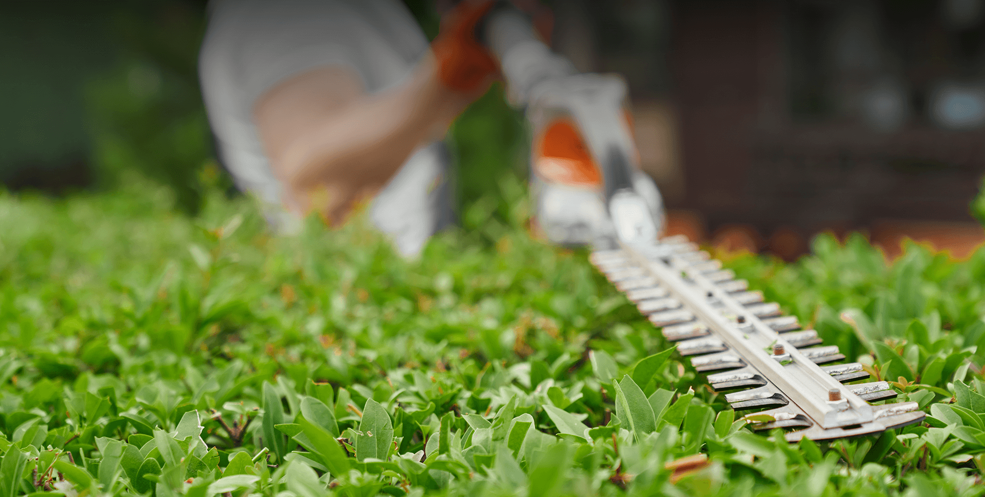 Matthew Clements Tree Service will expertly trim and prune your hedge to perfection