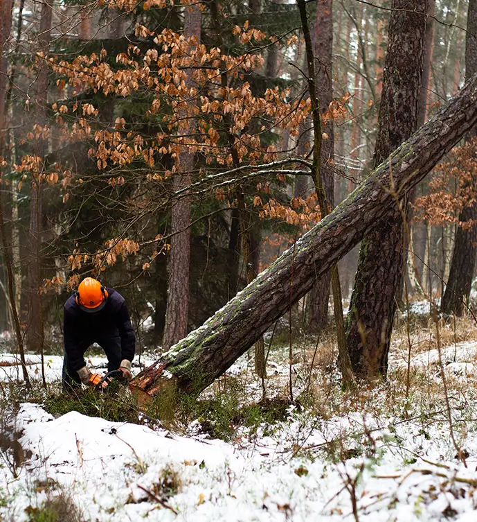 about-matthew-clements-tree-services-your-local-tasmanian-arborist Discover more about Matthew Clements Tree Services, your local arborist
