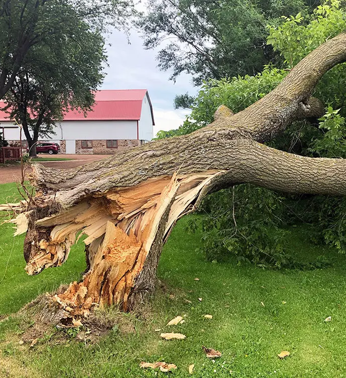 emergency-work-by-matthew-clements-tree-services Emergency tree work by Matthew Clements Tree Service