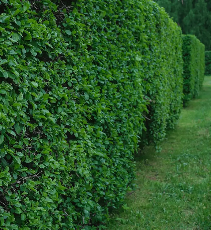hedge-services-about-matthew-clements-tree-services-hedge-pruning-and-trimming A perfect edge, that's what Matthew Clements Tree Services pride themselves on - a perfect hedge edge