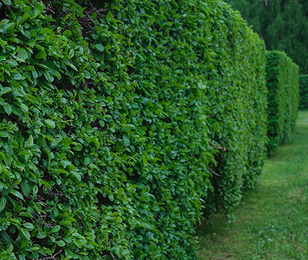 Matthew Clements is your local Hobart Arborist specialising in hedge trimming and pruning