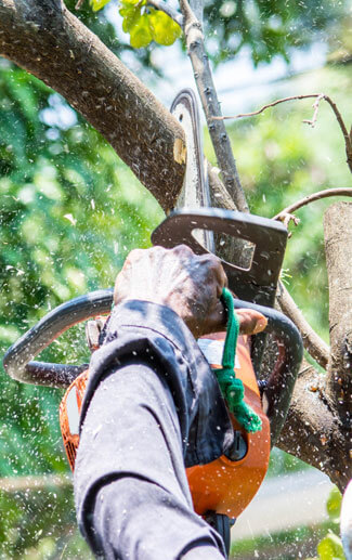 Matthew Clements Tree Services is 100% fully insured and qualified