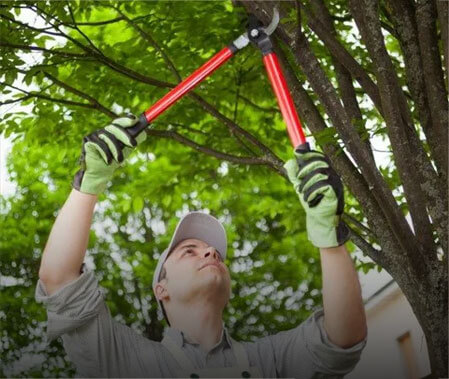 Matthew Clements is your local Hobart Arborist specialising in tree reduction and shaping