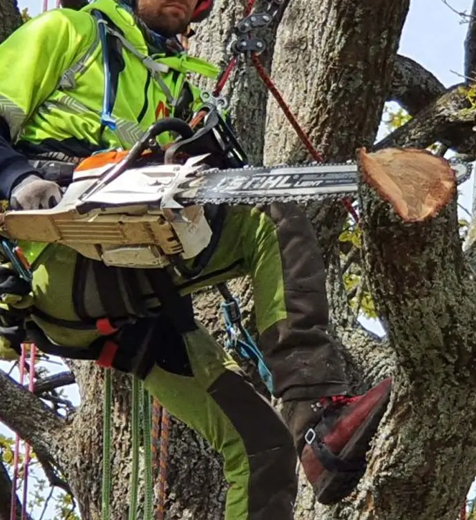tree-pruning-by-matthew-clements-tree-services Tree pruning by Matthew Clements Tree service, safe and reliable arborist in Hobart