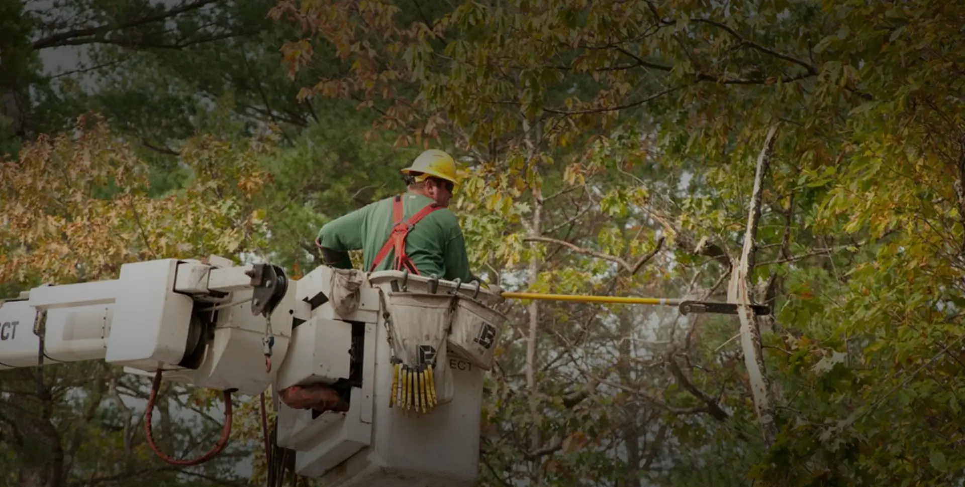 Tree shaping and pruning by Matthew Clements Tree Services