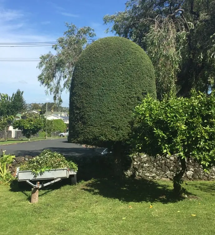tree-shaping-by-matthew-clements-tree-services-your-local-arborist Beautifully shaped trees by Matthew Clements Tree Services