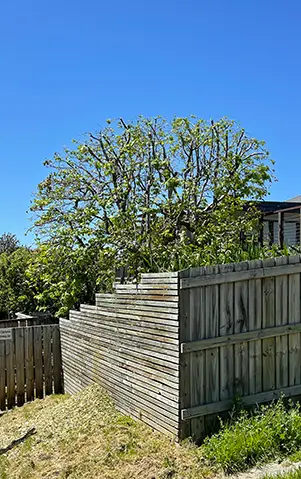 A tree after Matthew Clements Tree Service professionally reduced and shaped it
