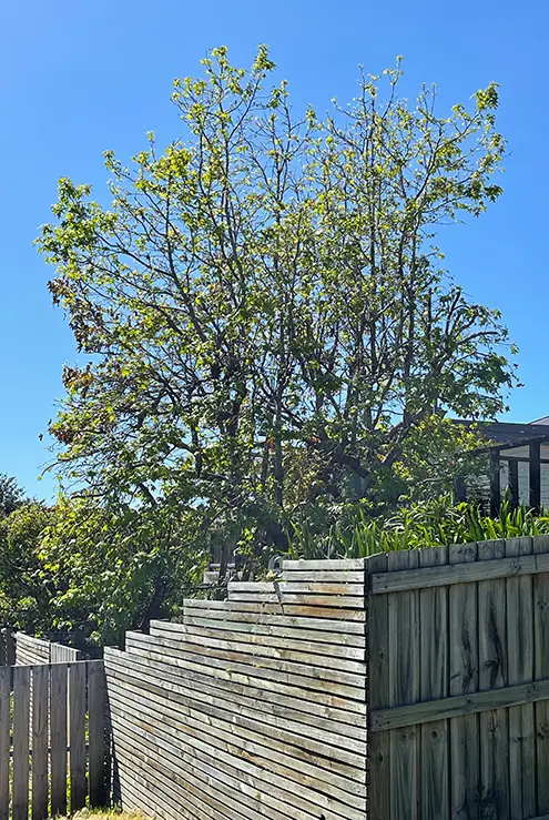 A tree before Matthew Clements Tree Service professionally reduced and shaped it