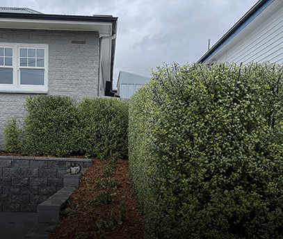 Matthew Clements Tree Service specialises in Hedge Shaping and Care