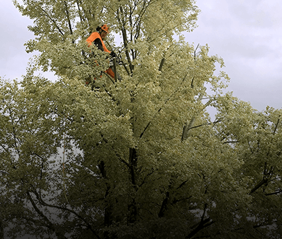 Matthew Clements Tree Service specialises in Tree Climbing and Pruning