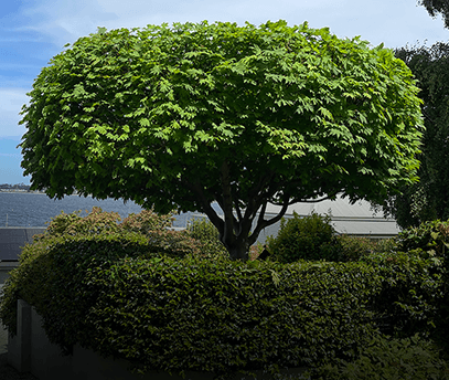 Matthew Clements Tree Service specialises in Tree Reduction and Shaping