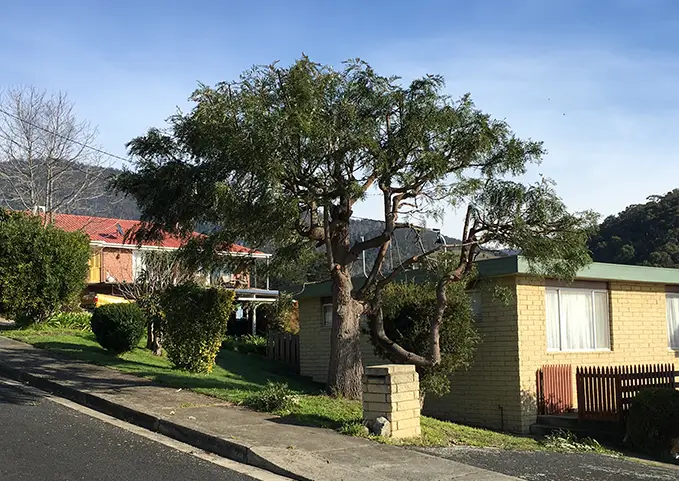 One of Matthew Clements Tree Services latest projects, professional tree shaping services