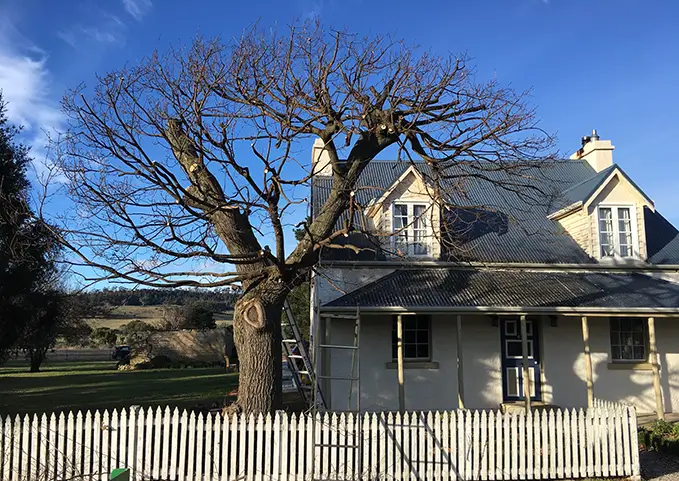 Matthew Clements Tree Service professional tree reduction and shaping, protecting large trees from powerlines