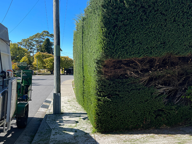 Established hedge shaping by Matthew Clements Tree Service