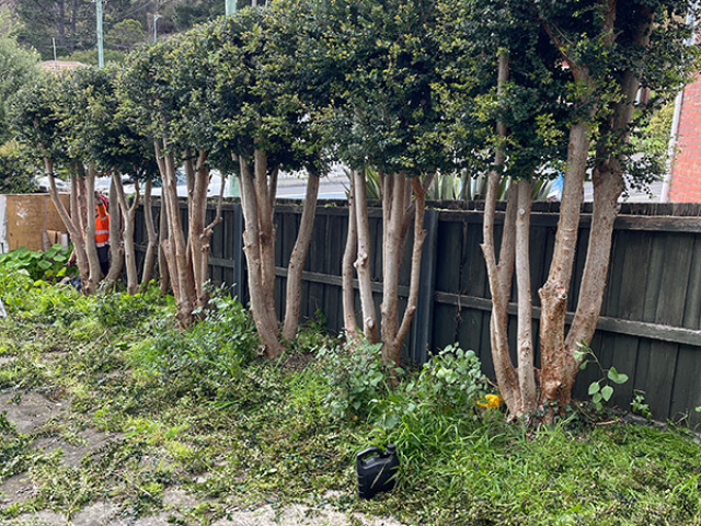 Tree shaping and reduction along a fence by Matthew Clements Tree Service