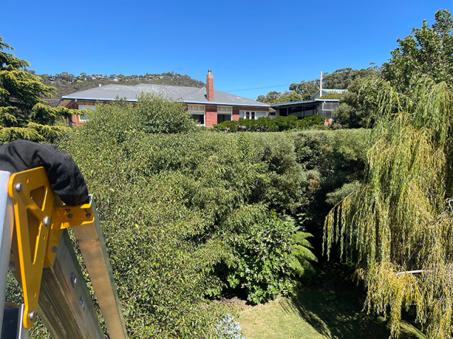 Tall hedge trimming by Matthew Clements Tree Service