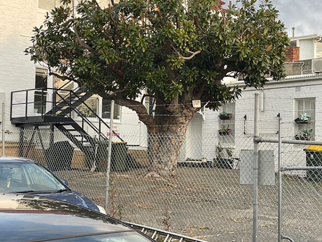 Established tree shaping by Matthew Clements Tree Service