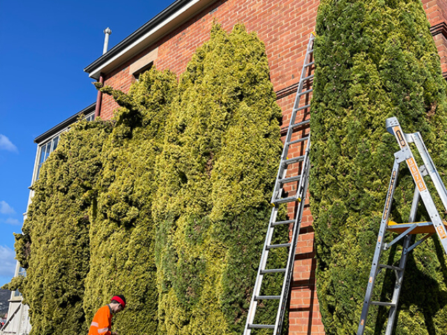 Tall tree shaping along a building by Matthew Clements Tree Service