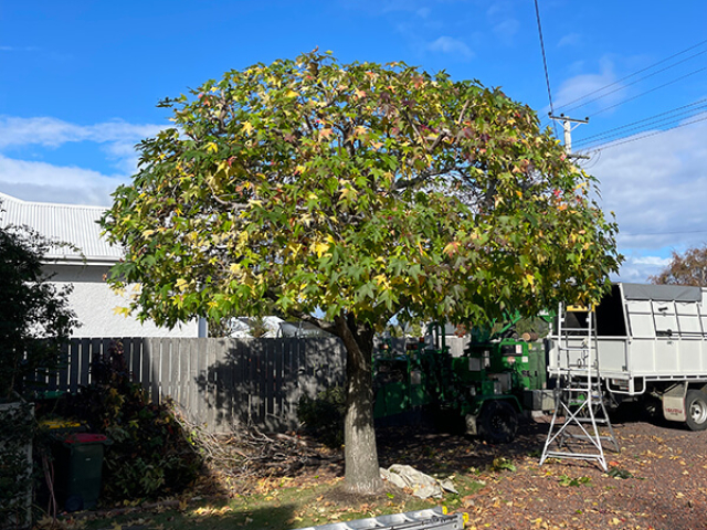 Tree shaping by Matthew Clements Tree Service