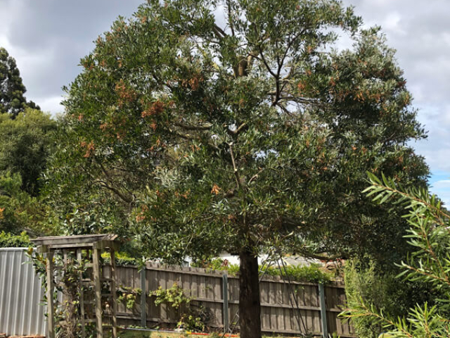 Large tree shaping in small areas by Matthew Clements Tree Service