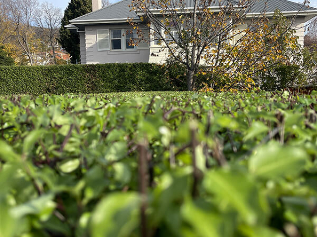Attention to detail on tall hedges ensure straight cuts by Matthew Clements Tree Service