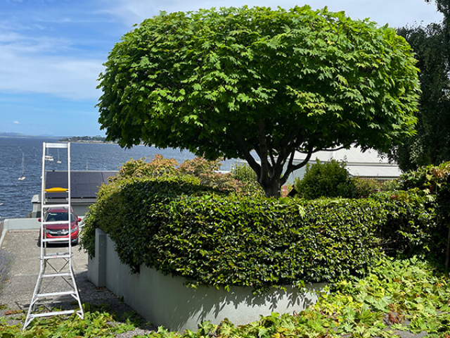We love to make different shapes at Matthew Clements Tree Service