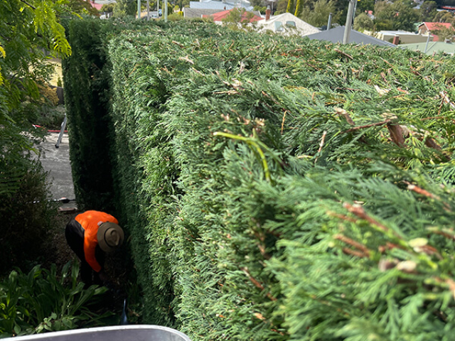 Tall hedge pruning and shaping by Matthew Clements Tree Service
