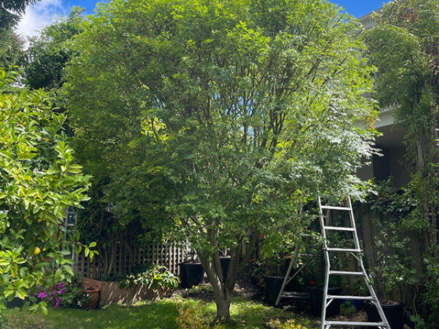 Tree shaping in smaller areas by Matthew Clements Tree Service