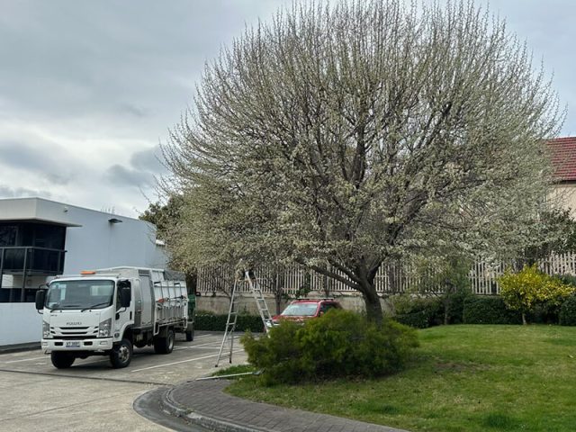 Ornamental pear tree before pruning by Matthew Clements Tree Service
