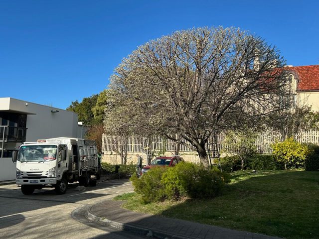 Ornamental pear tree after pruning by Matthew Clements Tree Service