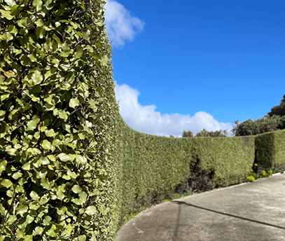 matthew-clements-tree-service-hedge-shaping-and-care Tall hedge pruning by Matthew Clements Tree Service