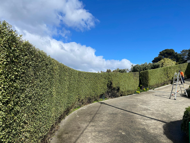 Tall hedge pruning and shaping by Matthew Clements Tree Service