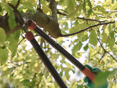 Best time of year for tree pruning in Hobart