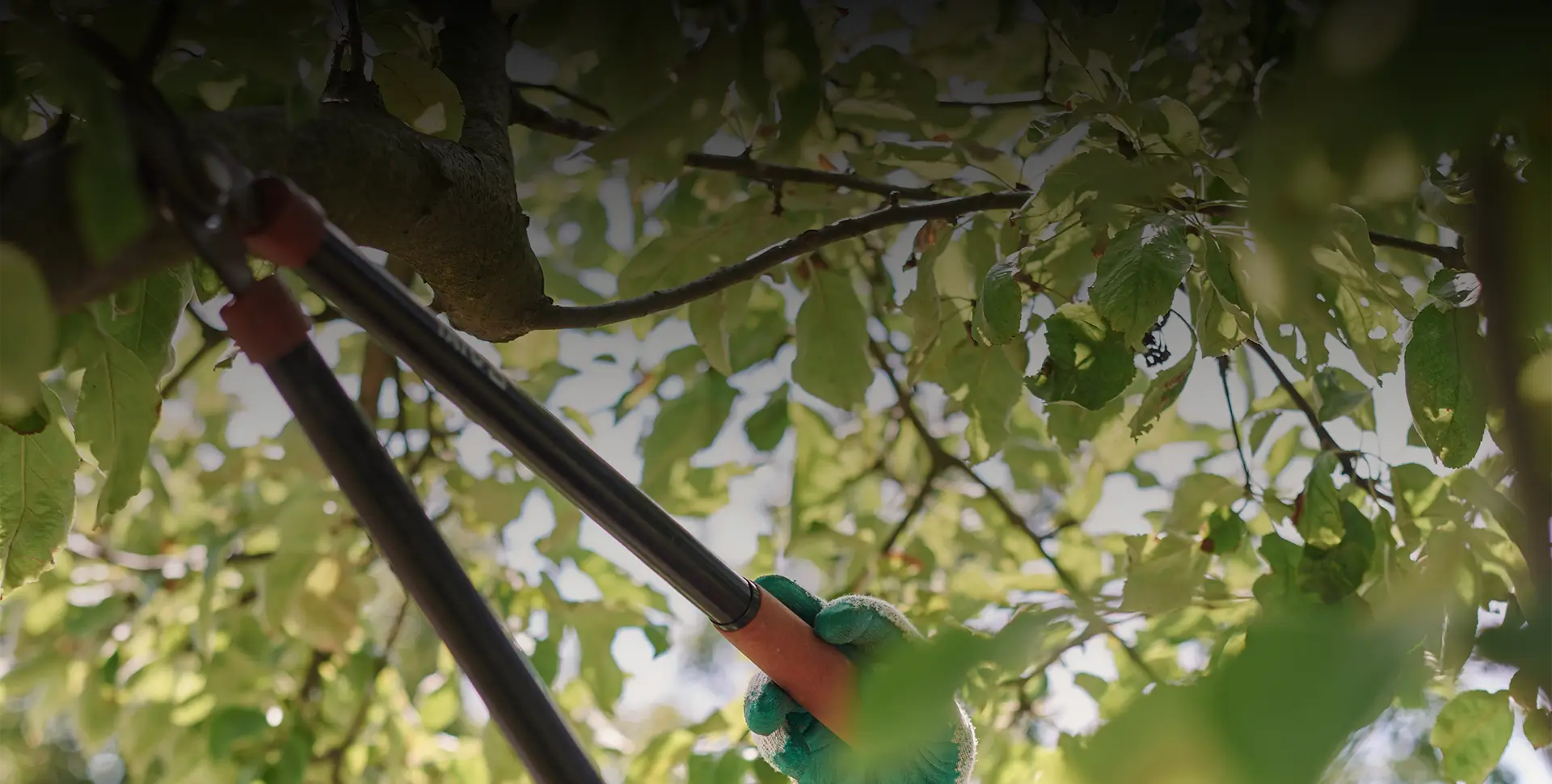 Best time of year for tree pruning in Hobart