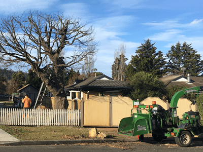 Everything you need to know about tree reduction in Southern Tasmania