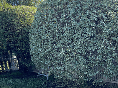 How to maintain healthy trees in Hobart’s changing climate