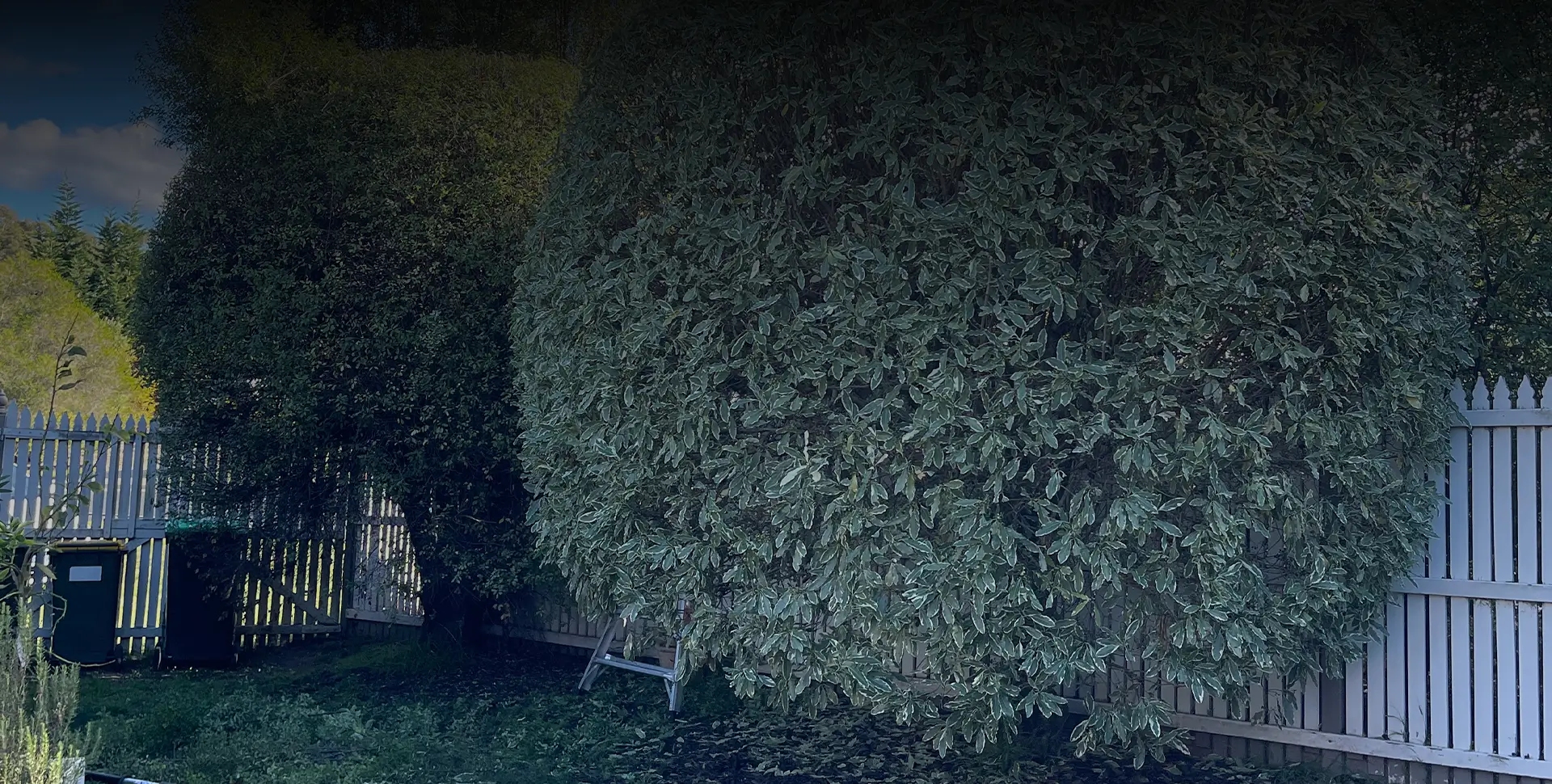 How to maintain healthy trees in Hobart’s changing climate