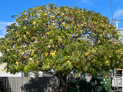 The best trees for Hobart’s climate: A guide for homeowners