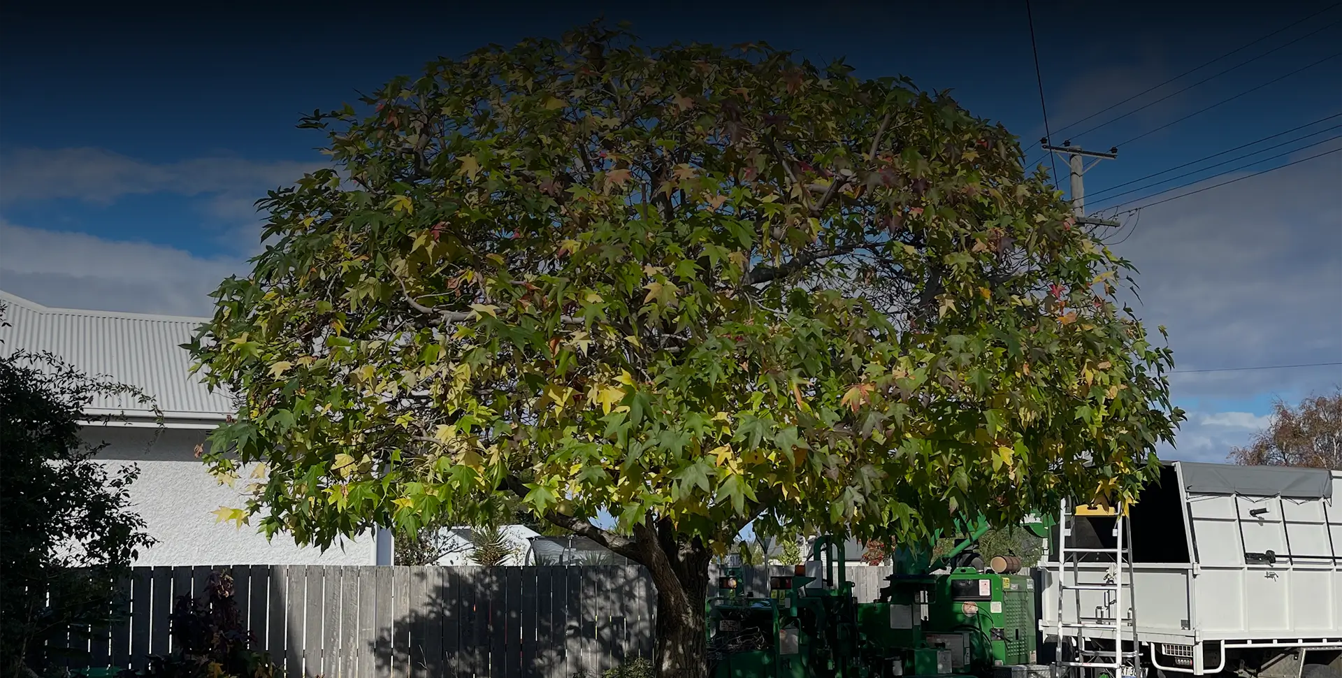 The best trees for Hobart’s climate: A guide for homeowners