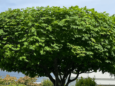 Tree shaping: Enhancing tree health, safety, and natural beauty