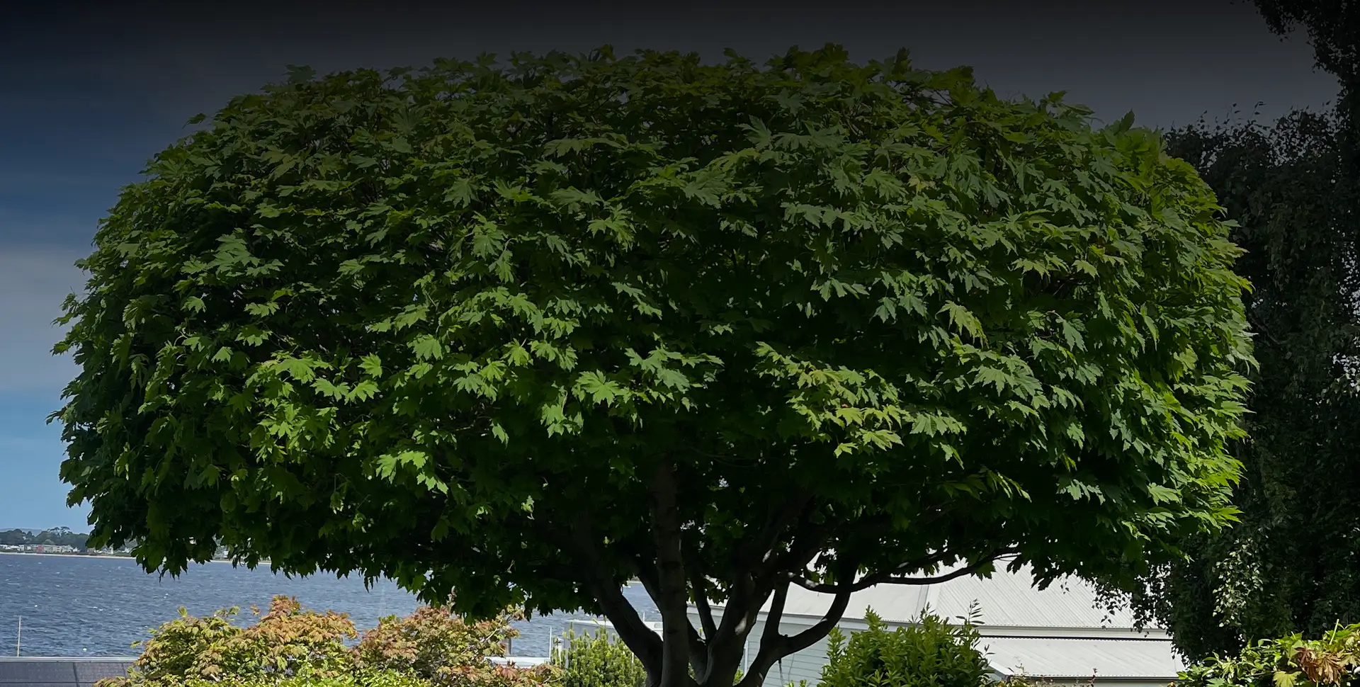 Tree shaping: Enhancing tree health, safety, and natural beauty