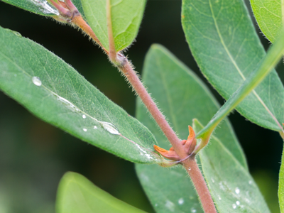 Pruning Tips for a Beautiful Garden in Hobart