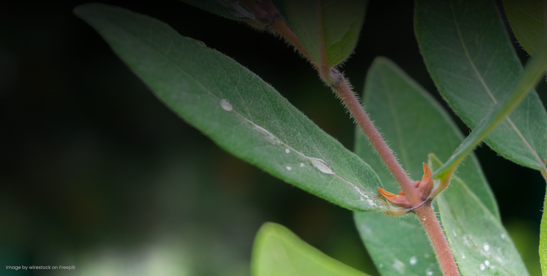 Pruning Tips for a Beautiful Garden in Hobart