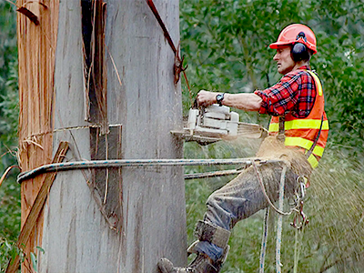 Tree Removal in Hobart: When Is It Necessary and What to Expect